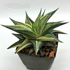 Image result for Haworthia limifolia