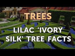 This lilac tree flowers at an early age. Lilac Ivory Silk Tree Facts Youtube