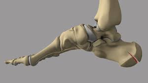 Image result for Calcaneus