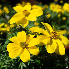 Image result for Bidens kirkii