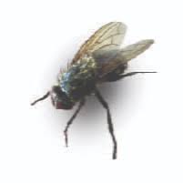 Check spelling or type a new query. Keep Cluster Flies Out Of The Home