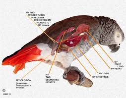 Goutdoc Normal Anatomy African Grey Parrot African Grey Animal Posters