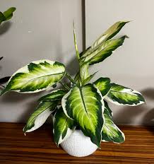 Image result for beautiful dieffenbachia