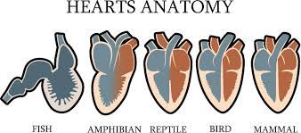 In 3 chambered heart , both oxygenated and deoxygenated blood gets mixed in ventricle. The Vertebrate Heart An Evolutionary Perspective Stephenson 2017 Journal Of Anatomy Wiley Online Library