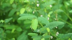 Image result for Aeschynomene tenuirama