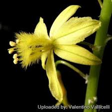 Image result for Bulbine favosa