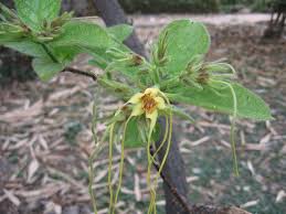 Image result for Strophanthus kombe