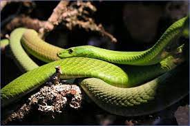 Jeden tag werden fast 7. Schlangen Reptilien Sudafrika