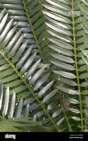 Image result for Encephalartos lebomboensis