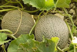 If you wish to begin your seeds indoors and get a jump on the growing season, simply plant the cantaloupe seeds in seed starters. How To Plant Grow And Harvest Cantaloupes And Summer Melons