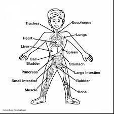 Select from 35655 printable coloring pages of cartoons, animals, nature, bible and many more. Anatomy Coloringges For Kids Free Human Heart Coloring Pages Coloring Pages Human Heart Coloring I Trust Coloring Pages