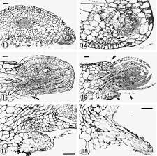 Image result for Tristicha trifaria