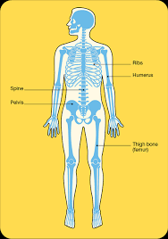 It can grow in any of the bones in the body. Secondary Bone Cancer Cancer Council Nsw