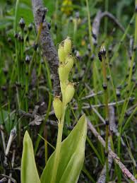 Image result for Liparis tridens