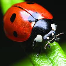 Other predators include tree frogs , anoles not all ladybugs have spots. Ladybug Ladybird Beetles Catseye Pest Control