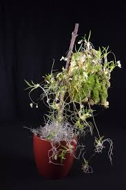 Image result for Ozoroa gomesiana