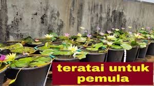 Check spelling or type a new query. Cara Meletakan Umbi Atau Akar Teratai Yang Benar How To Put Rhizome And Water Lily Roots Youtube