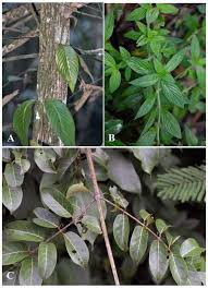 Image result for Hexasepalum sarmentosum