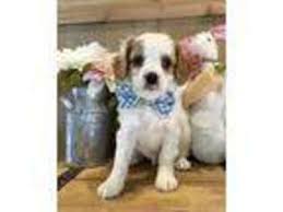 Check spelling or type a new query. Puppyfinder Com Cavapoo Puppies Puppies For Sale Near Me In Minnesota Usa Page 1 Displays 10
