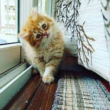 We did not find results for: Persian Cat For Sale Persian Cat Shop Near Me Mummycat