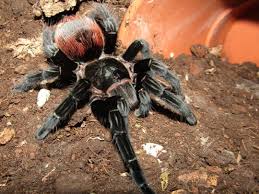 Image result for Pteris buchananii