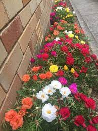 My Moss Rose Portulaca Grandiflora Gardening Garden Diy Home Flowers Roses Nature L Landscaping With Roses Beautiful Flowers Garden Portulaca Flowers