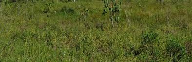 Image result for Vittaria reekmansii