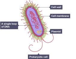 Since animals don't get their. Http Bishopschester Co Uk Wp Content Uploads 2020 05 Biology Transition From Gcse To A Level Pdf