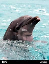 Swim With Dolphins Bahamas: Visit Dolphin Cay Atlantis Resort