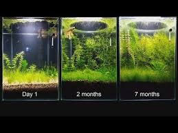 No Filter No Co2 No Ferts Mini Planted Tank 2 Months Progress Youtube Planted Aquarium Aquarium Aquarium Setup