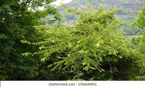 Image result for Dovyalis afra