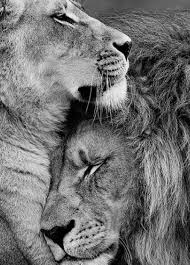 Baby Black And White Lion Pictures Pin By Sarah Rivera On Adorable Animals Lion Love Lion Family Animals Beautiful