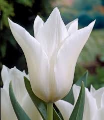 The flowers are usually large, showy and brightly colored, generally red. Tulip Bulbs White Triumphator Very Elegant Tall Tulip Tulip Store
