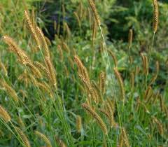 Image result for Diheteropogon filifolius