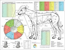 Pin De Stephaney Em Doggie Stuff Pontos De Acupuntura Acupuntura Acupuntura Orelha