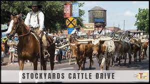 Check spelling or type a new query. Fort Worth Stockyards Cattle Drive Youtube