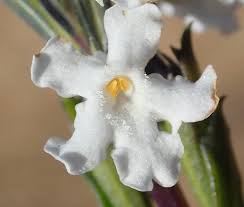 Image result for Chascanum hederaceum