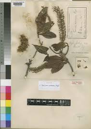 Image result for Faurea racemosa