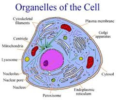 Maybe you would like to learn more about one of these? Class 8 Science Chapter 8 Cell Structure And Functions