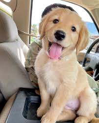 Comment Eduquer Son Chien En Seulement 15 Mins Par Jour Petohaku A Pour But De Vous Donner Tous Les Outils Pour Animaux Adorables Bebes Animaux Chien Mignon