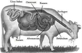 Simpan artikel yang anda butuhkan dan buka lain waktu di laman profil. Biologi Kelas 11 Organ Pencernaan Hewan Ruminansia Beserta Fungsinya