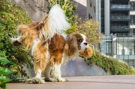 Studies have shown these test strips are unreliable, and cannot be used to rule out infection. Utis In Dogs When Uti Symptoms Might Be A Sign Of Something Worse
