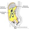 In this video, we will identify the major organs in the thoracic and abdominopelvic cavity and the abdominopelvic quadrants and regions. 1