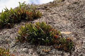 Image result for Bulbophyllum sandersonii