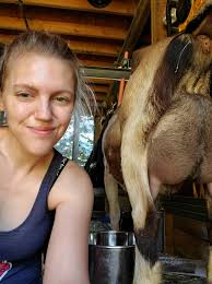 Drying dairy goats early for good condition?