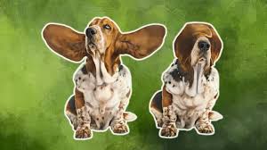 9 Facts About Basset Hounds