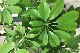 カポック シェフレラ の育て方 剪定や植え替え 挿し木の方法は Horti ホルティ By Greensnap
