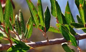Image result for Celtis mildbraedii