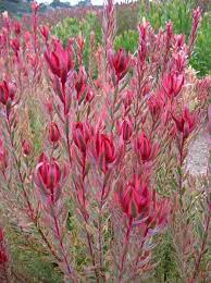 Leucadendron Jester Australian Plants Protea Plant Plants