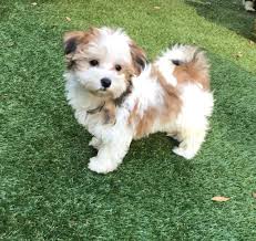 He gets along great with children and other pets. Gorgeous Tiny Morkie Pups For Sale Micheline Micheline S Pups